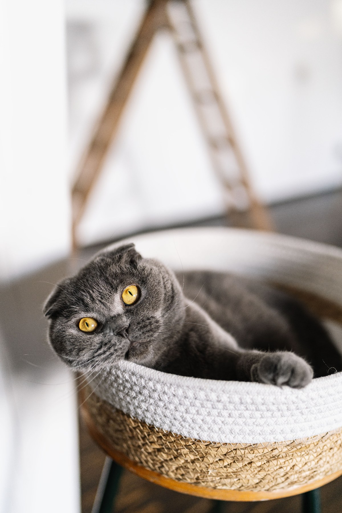 Leila the cat from JR-Stories